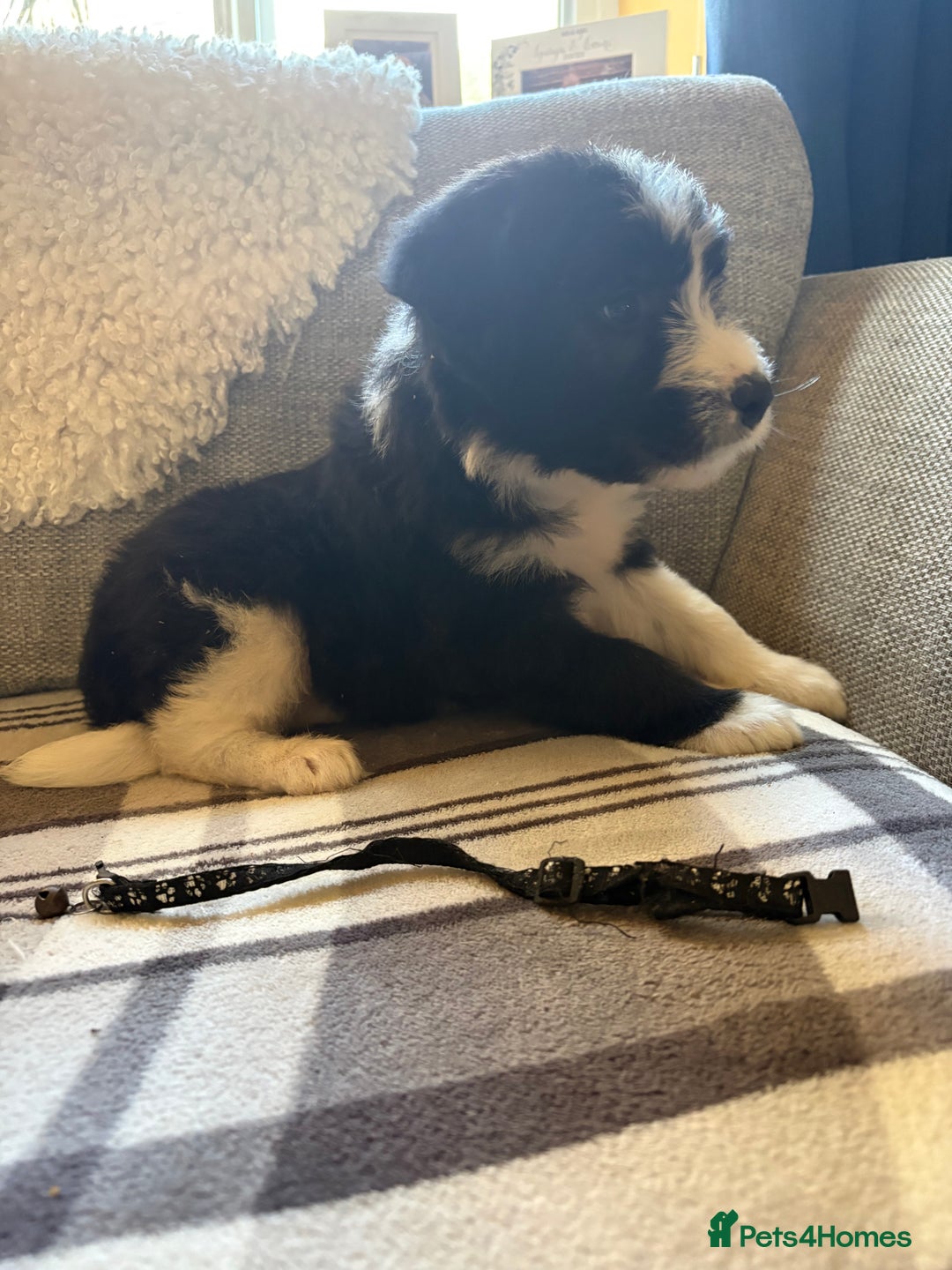 Bearded Collie dogs for sale: 💥3/4 beautiful BEARDIE BOY! 💥 - Advert 33