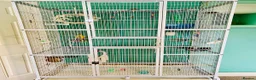 Conures birds for sale: Green cheek conure very entertaining - Advert 6
