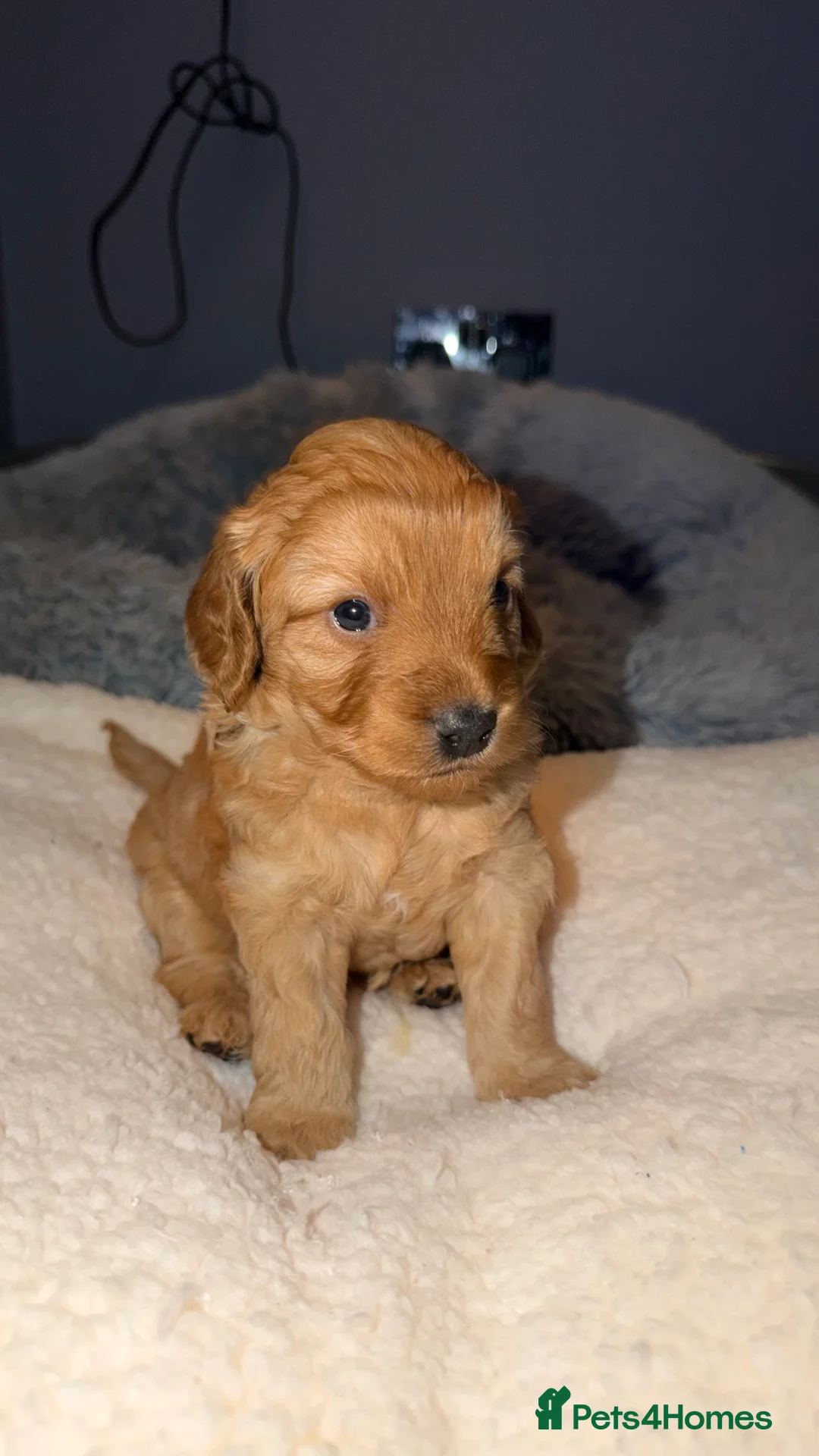 Cockapoo dogs for sale: COCKERPOO GIRLS F2B - Advert 6