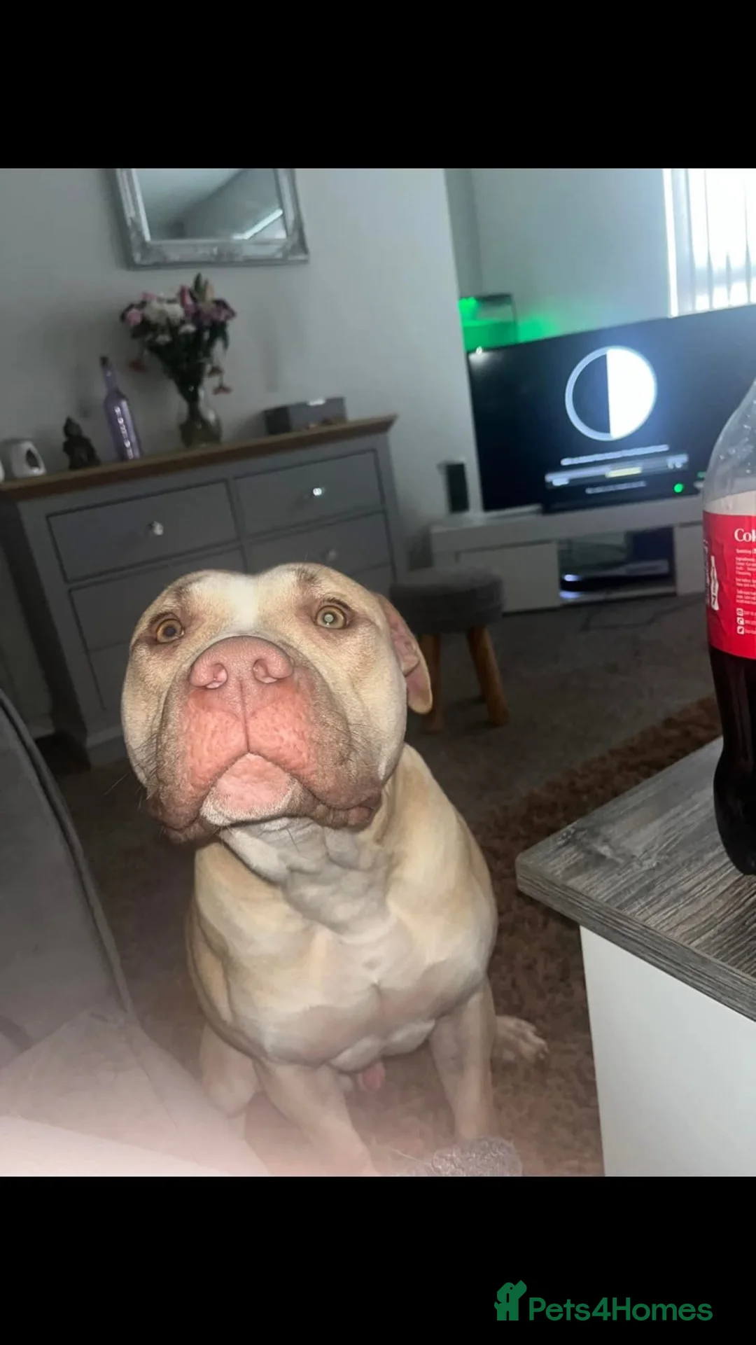 Staffordshire Bull Terrier dogs for sale: Red Nose Irish Staff in Coventry - Advert 2