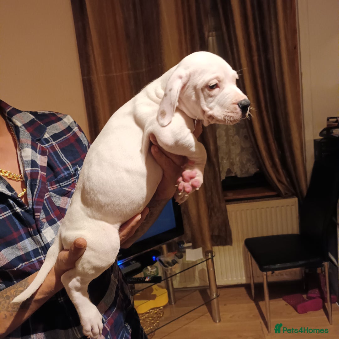 Staffordshire Bull Terrier dogs for sale: Puppi Staffordshire Bull terrier,white verry rare - Advert 13