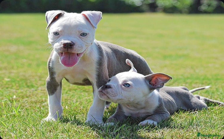 Old Tyme Bulldog dogs - Advert 1