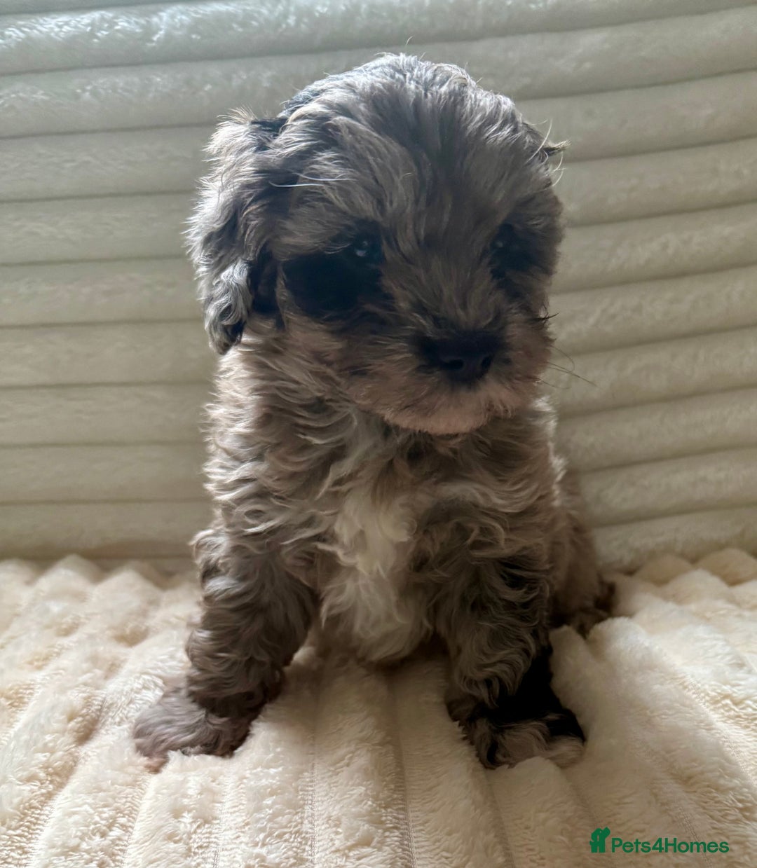 Lhasapoo dogs for sale: F2 Lhasapoo puppies - Image 8