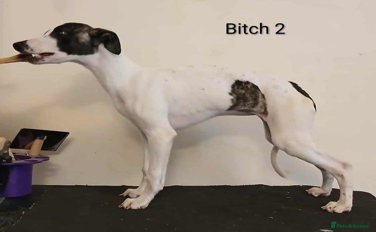 Whippet dogs - Advert 2