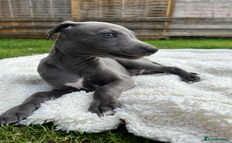 Whippet dogs - Advert 2
