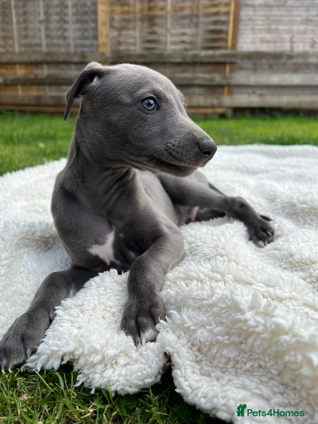Italian Greyhound Dog Whippet Dog Price Mini Italian Greyhound