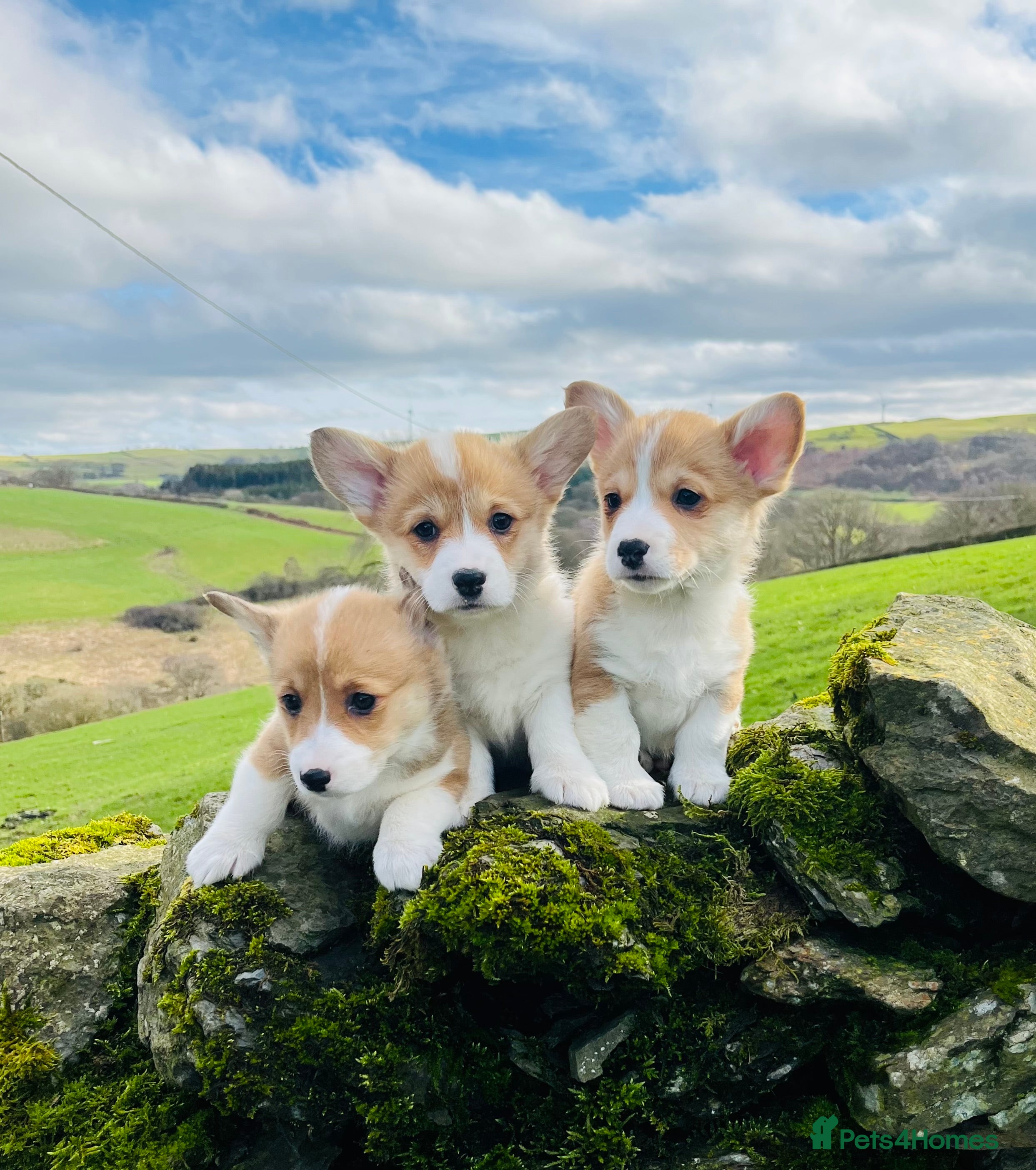 Welsh Corgi Pembroke dogs KC reg Welsh Corgi Pembroke puppies - Advert 1