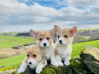 Welsh Corgi Pembroke dogs KC reg Welsh Corgi Pembroke puppies - Advert 1