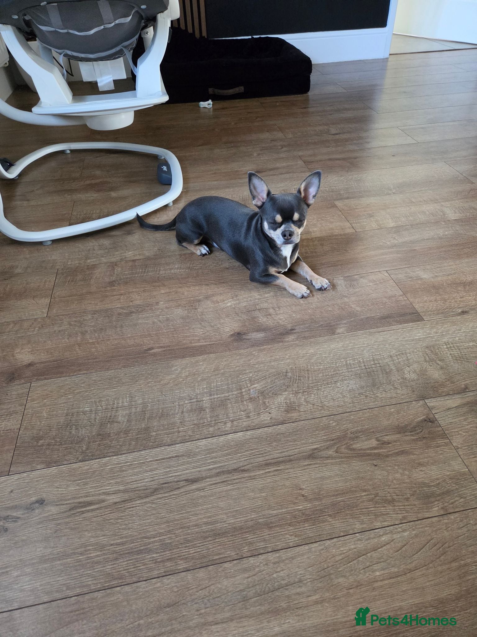 Chihuahua dogs Chihuahua stud - Advert 6