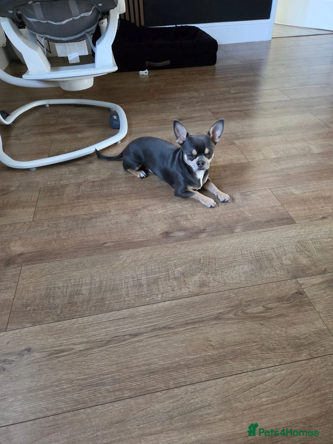 Chihuahua dogs for stud: Chihuahua stud in Bristol - Advert 1
