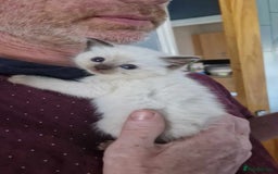 Ragdoll cats for sale: Luna Ragdoll x Britiah shorthair  - Advert 3