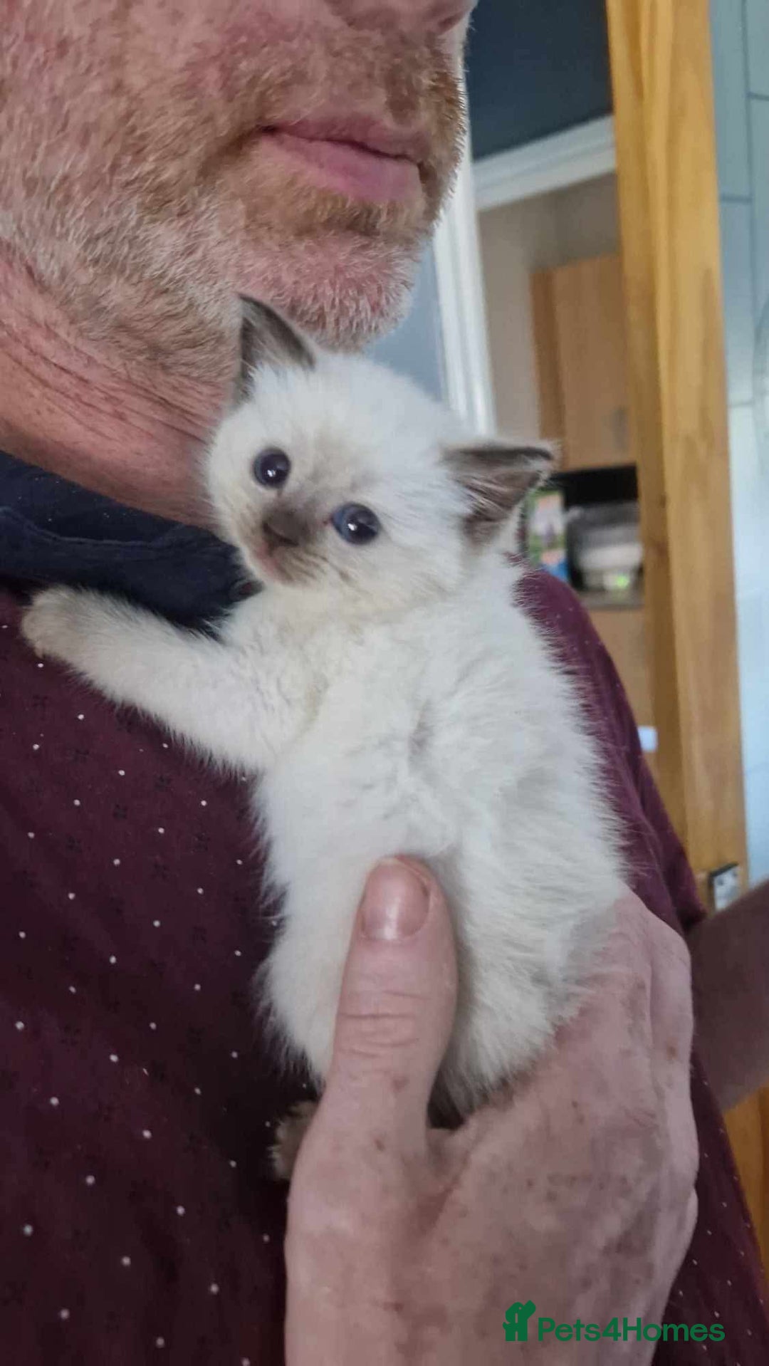 Ragdoll cats for sale: Luna Ragdoll x Britiah shorthair  - Advert 3