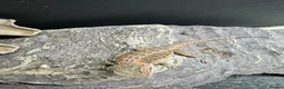 Gecko reptiles for sale: Large selection of lizards available for rehome - Advert 2