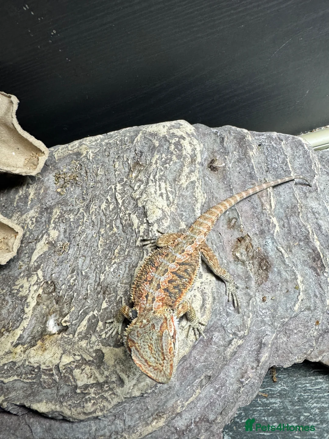 Gecko reptiles for sale: Large selection of lizards available for rehome - Advert 2