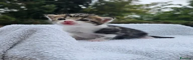 Olaf