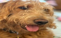 Labradoodle dogs for sale: 1 year old labradoodle needs new home - Image 3