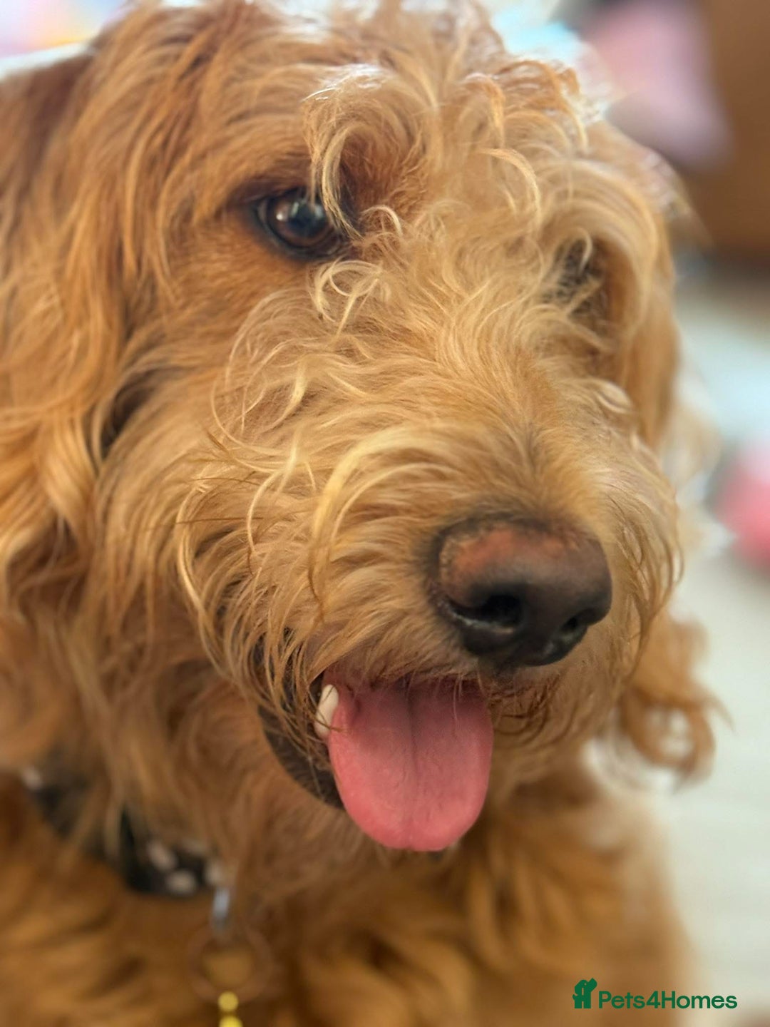 Labradoodle dogs for sale: 1 year old labradoodle needs new home - Image 3