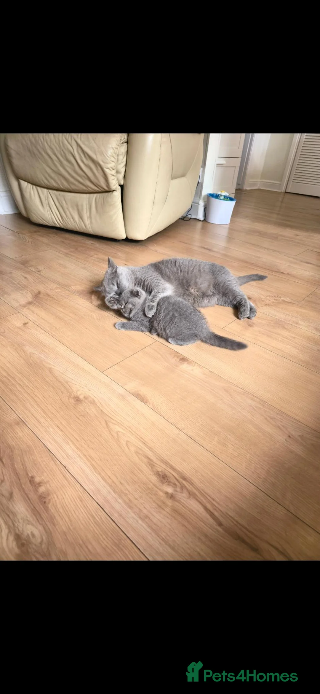 British Shorthair cats for sale: Best Quality Clasic BSH BLUE KITTENS - Advert 2