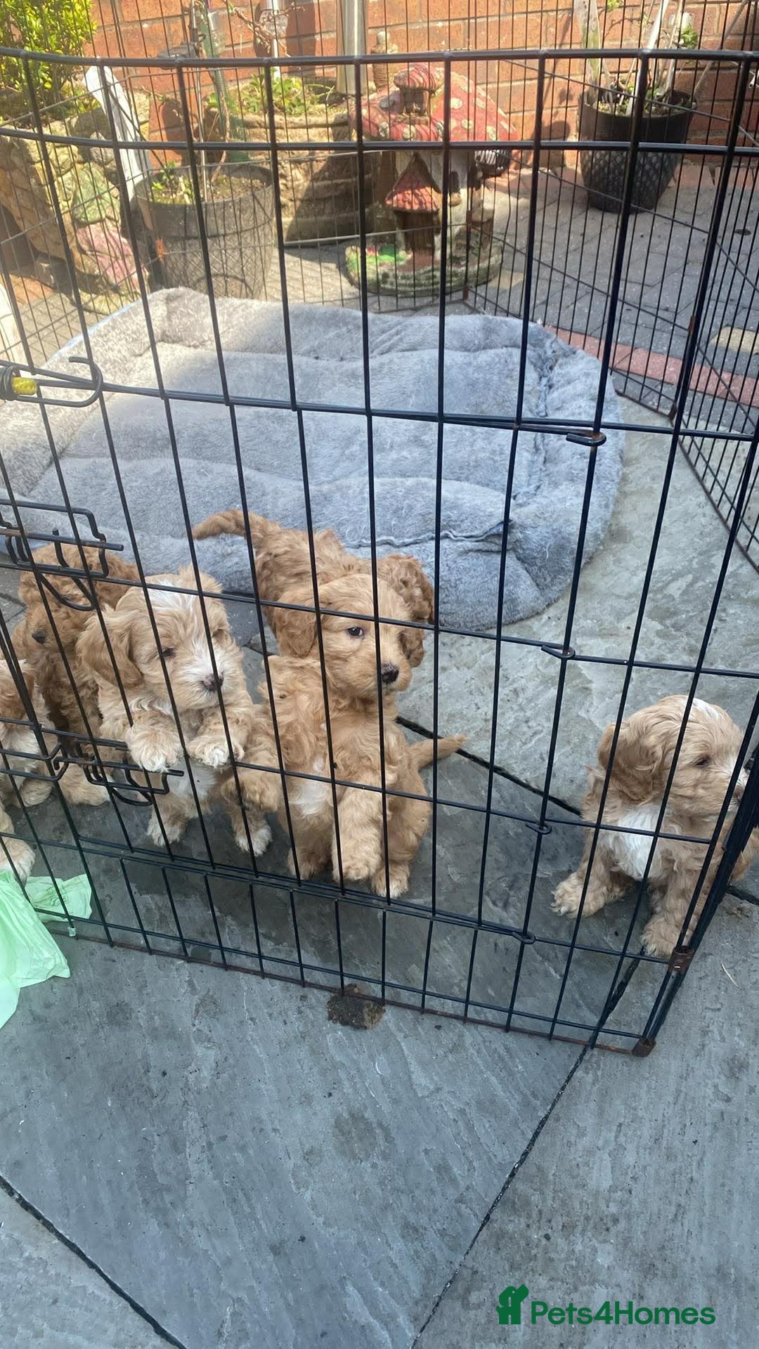 Cockapoo dogs 🐶 Adorable Cockapoo Puppies – Family Raised 💛 - Advert 16