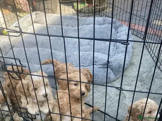 Cockapoo dogs 🐶 Adorable Cockapoo Puppies – Family Raised 💛 - Advert 1
