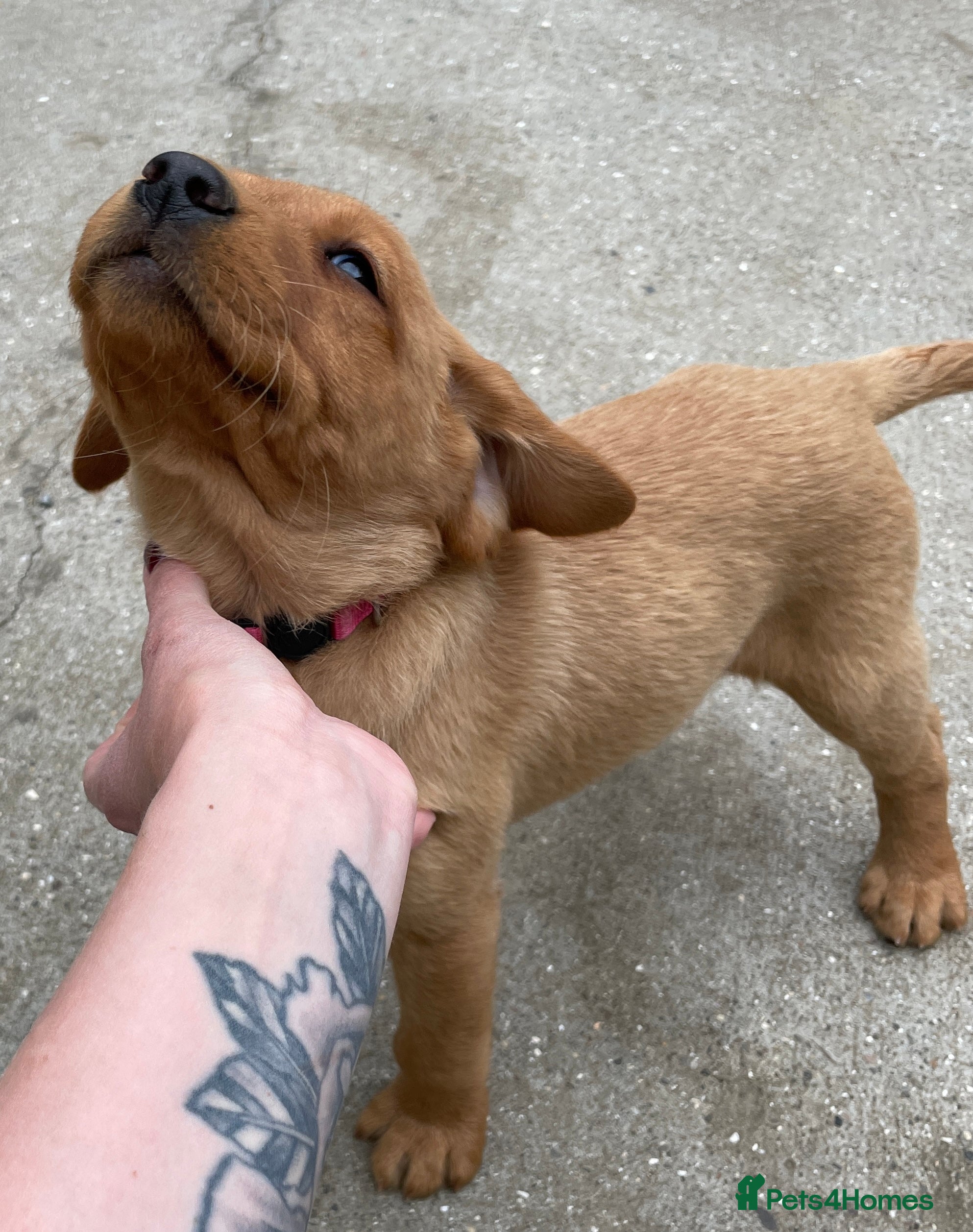 Labrador Retriever dogs Ready next weekend - fully health tested  - Advert 2