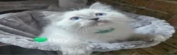 Ragdoll cats for sale: Ragdoll Kitten AVALIABLE  - Advert 13