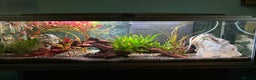 Tetras fish for sale: Fish and full set up - Advert 3