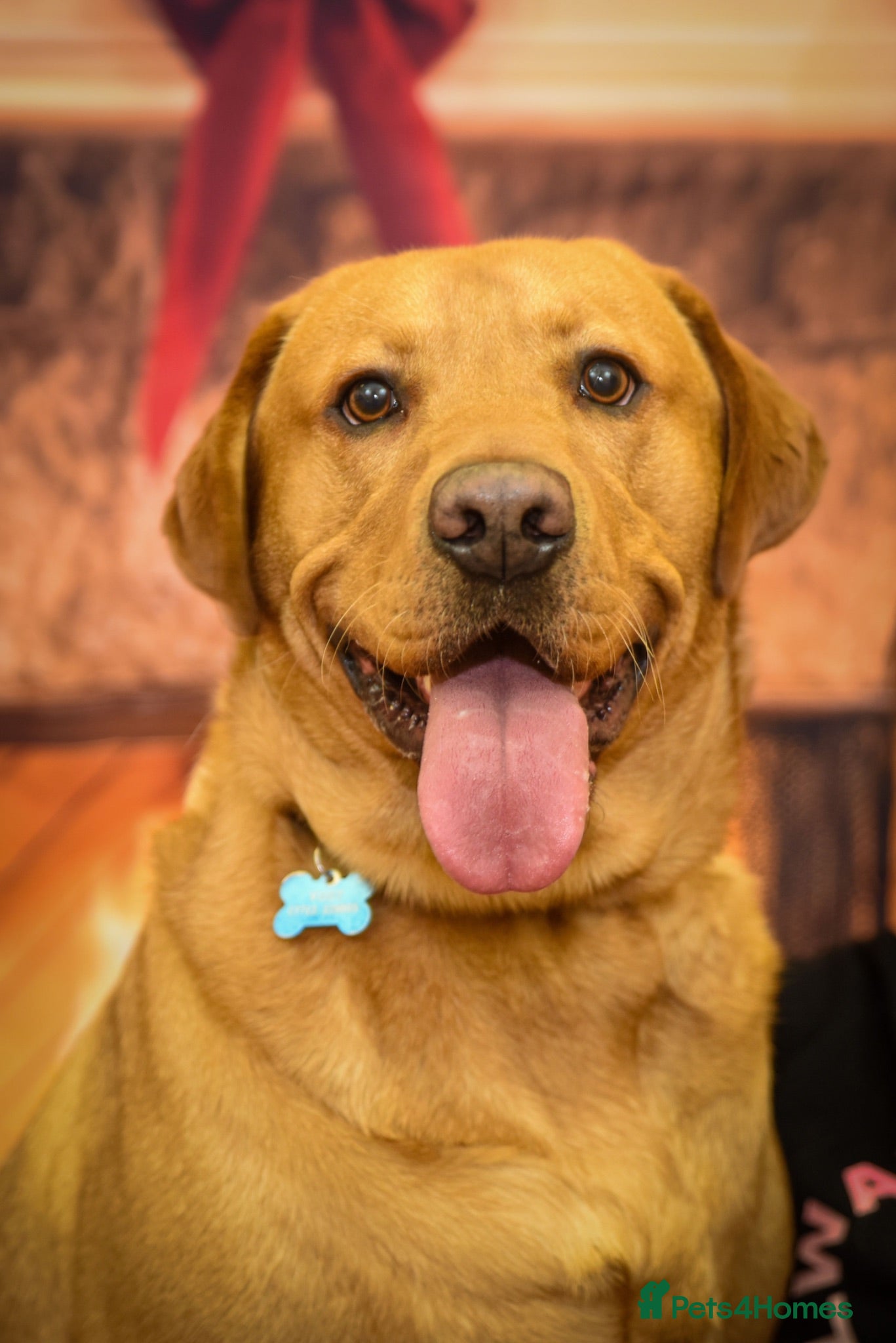 Labrador Retriever dogs 5 year old male fox  red Labrador  - Advert 12