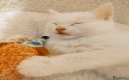 British Longhair cats for sale: White longhair domestic kitten - Image 6