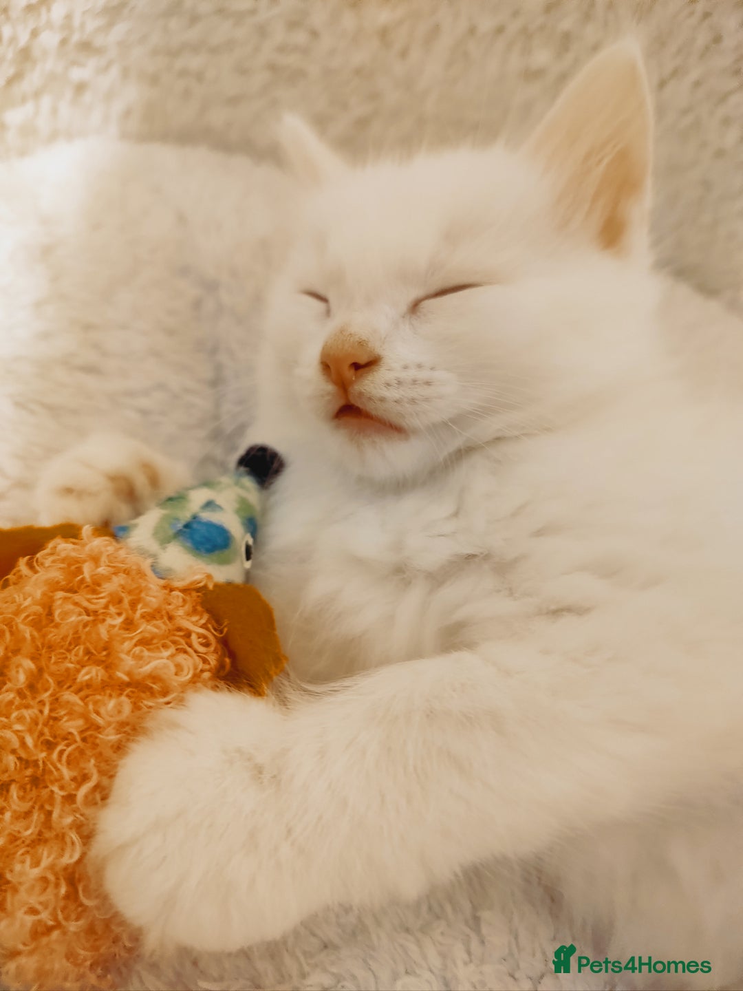 British Longhair cats for sale: White longhair domestic kitten - Image 6