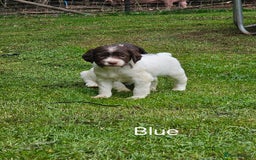 English Springer Spaniel dogs for sale: Springer spaniel pups  - Image 6