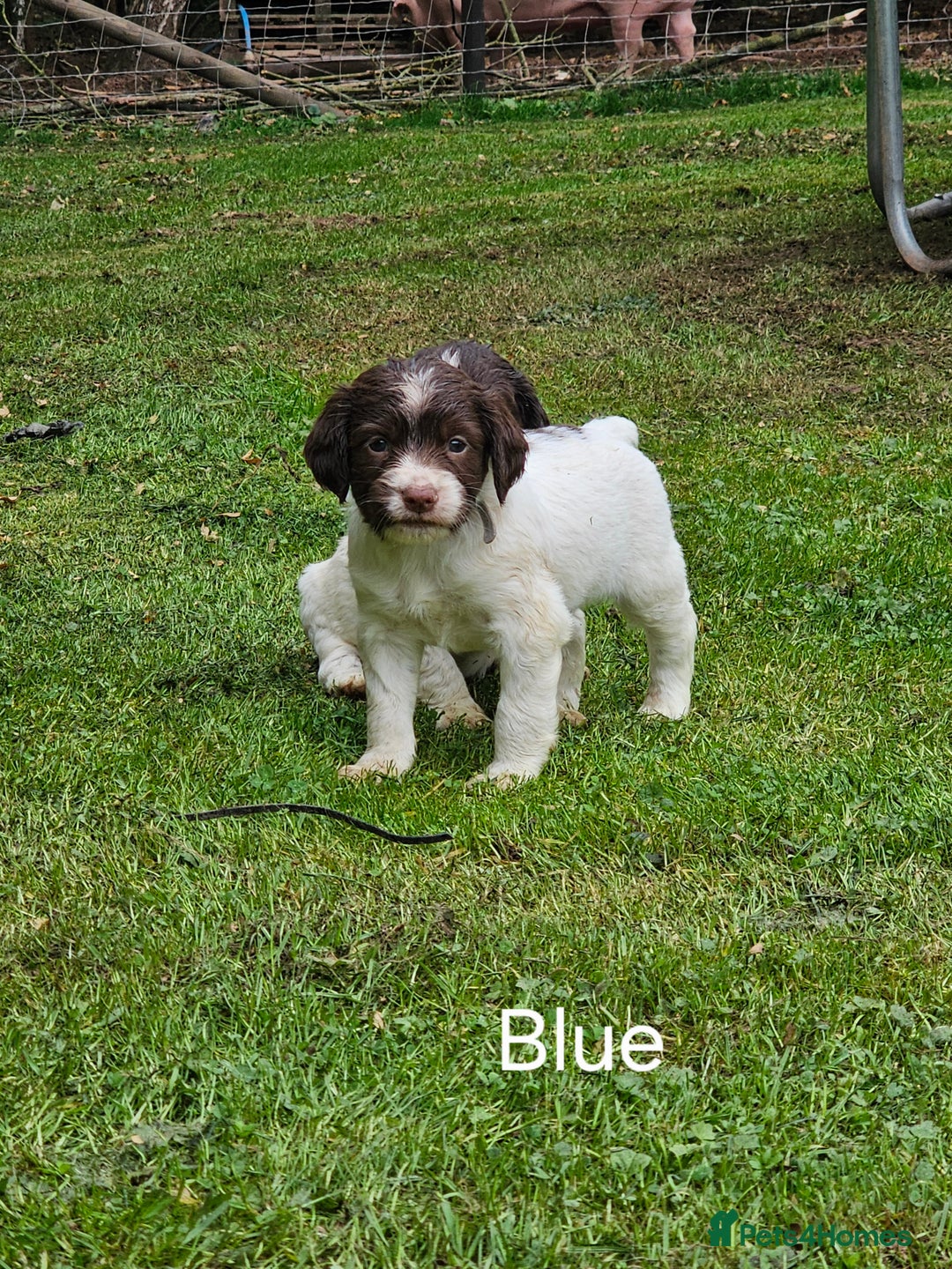 English Springer Spaniel dogs for sale: Springer spaniel pups  - Image 6