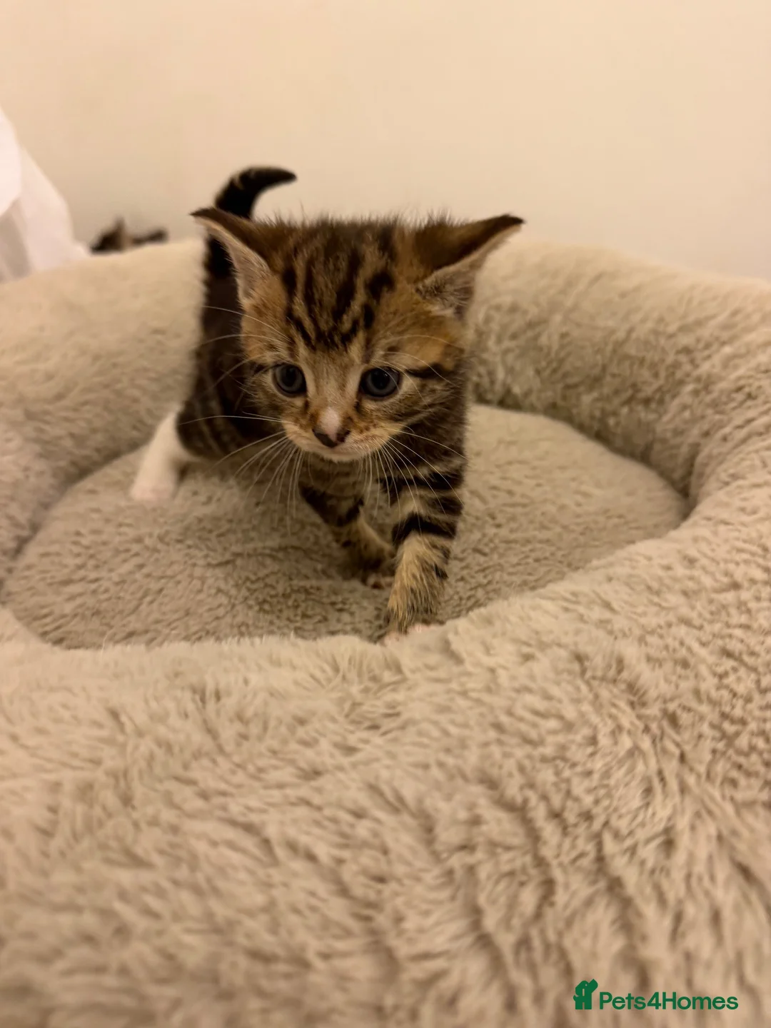 Mixed Breed cats for sale: Kittens  - Advert 10