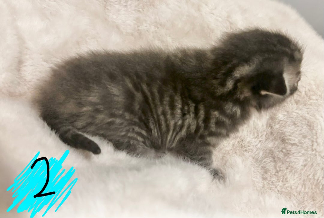 Maine Coon cats for sale: Maine Coon kittens - Advert 8