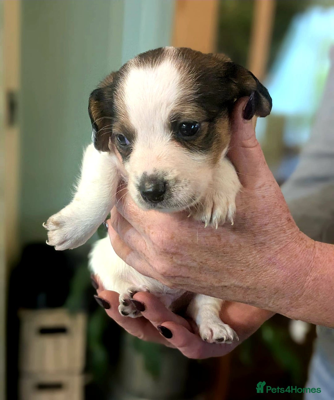 Mixed Breed dogs for sale: Jack Russel Pups in Machynlleth - Image 25