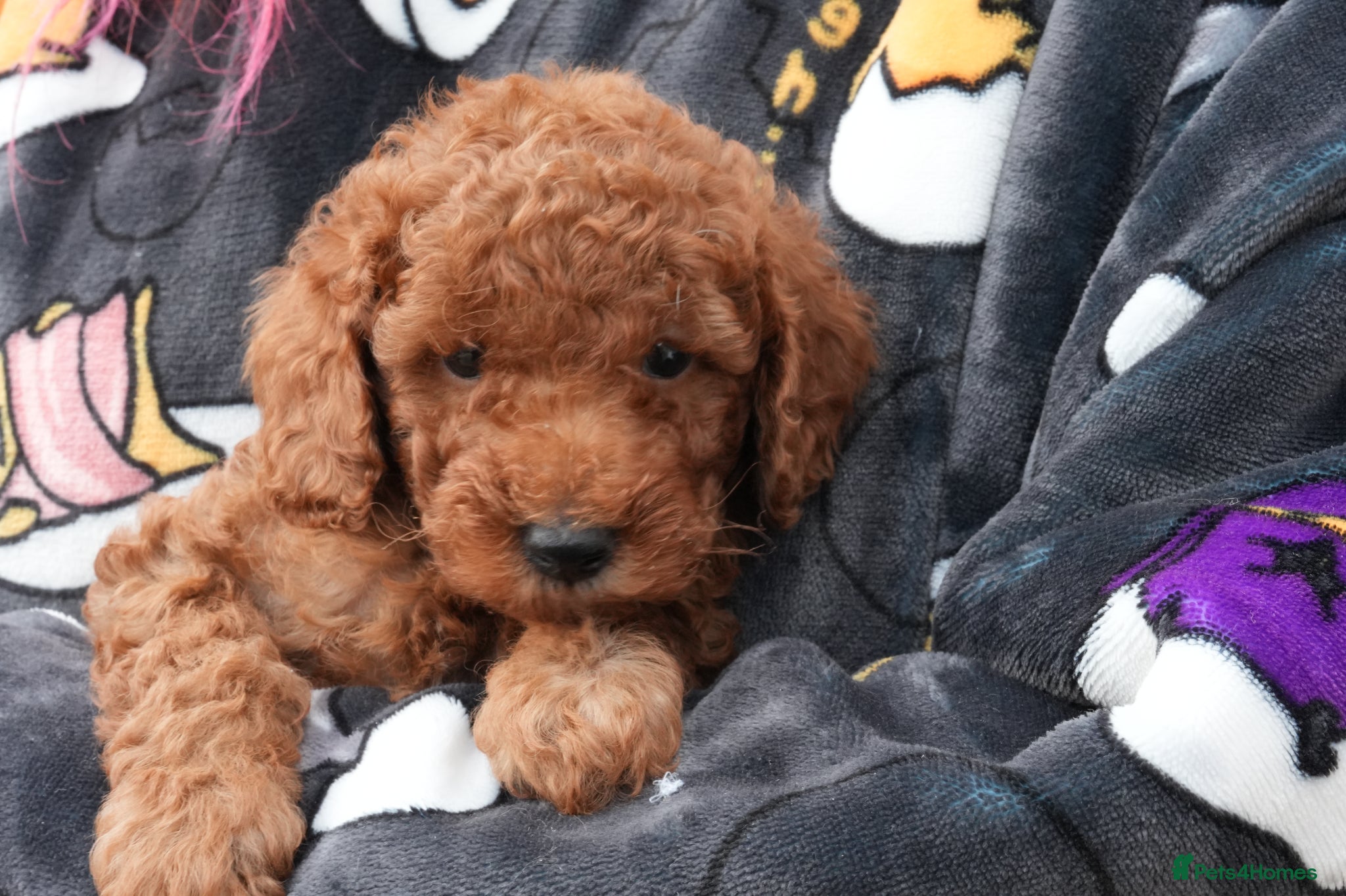 Mixed Breed dogs 1 RED BOY AVAILABLE TOY X MINIATURE POODLE PUPPIES - Advert 1
