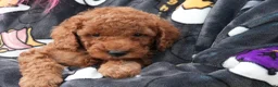 Mixed Breed dogs for sale: 1 RED BOY AVAILABLE TOY X MINIATURE POODLE PUPPIES - Advert 1