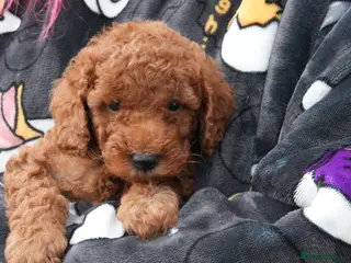 Mixed Breed dogs 1 RED BOY AVAILABLE TOY X MINIATURE POODLE PUPPIES - Advert 1