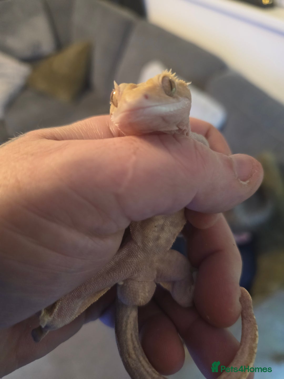 Gecko reptiles for sale: 45x45x90 Exo Terra Terrarium with 2 Crested Geckos - Advert 8