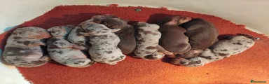 Miniature Dachshund Puppy 9
