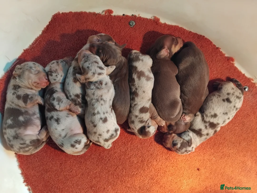 Miniature Dachshund dogs for sale: Miniature dachshund  - Advert 2