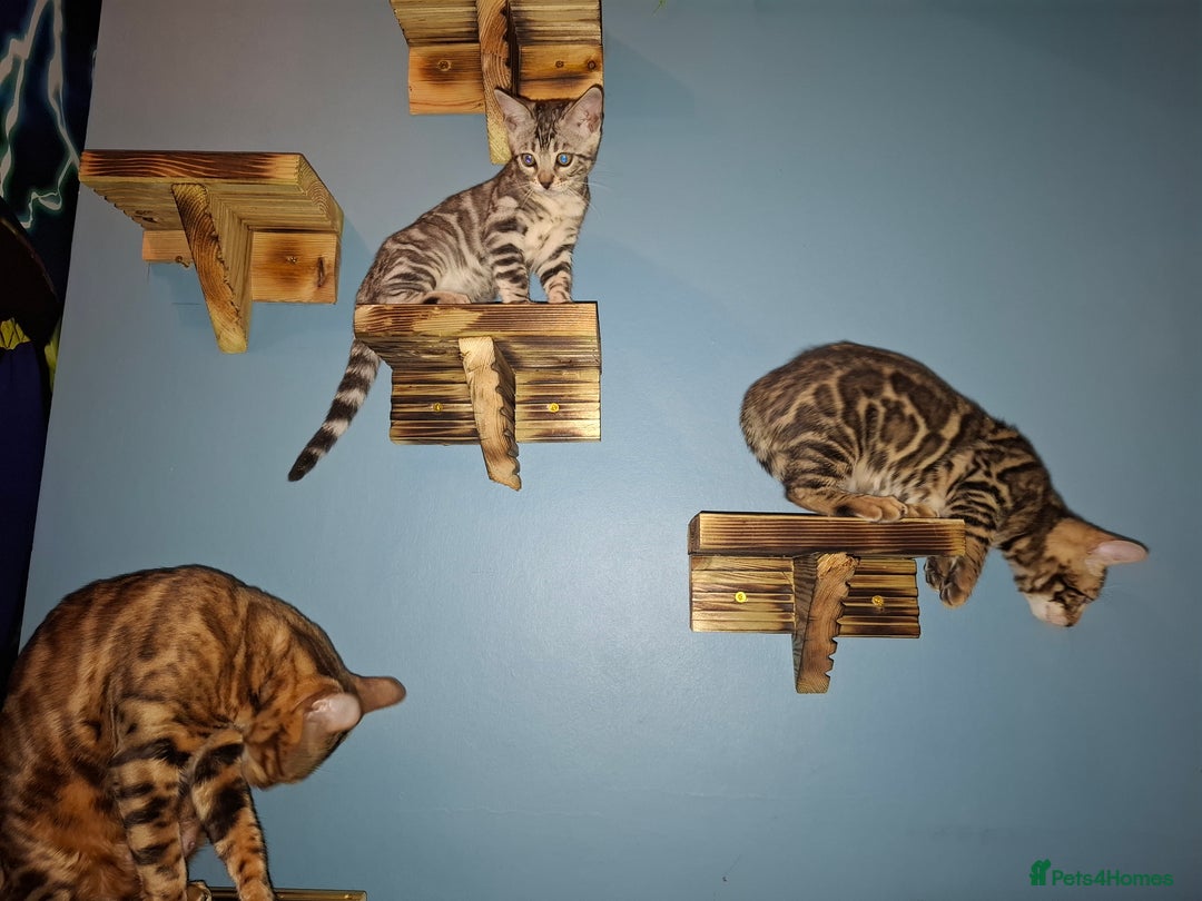 Bengal cats for sale: Show quality pure bengal kittens. - Image 5
