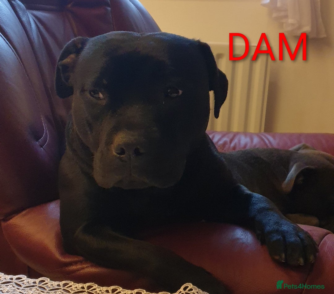 Staffordshire Bull Terrier dogs for sale: KC registered Champions Bloodline Show Quality  - Image 15