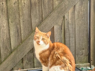 British Shorthair cats - Advert 1