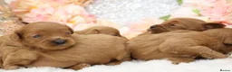 Cavapoo dogs for sale: *HEALTH TESTED* CAVAPOOS - Advert 4