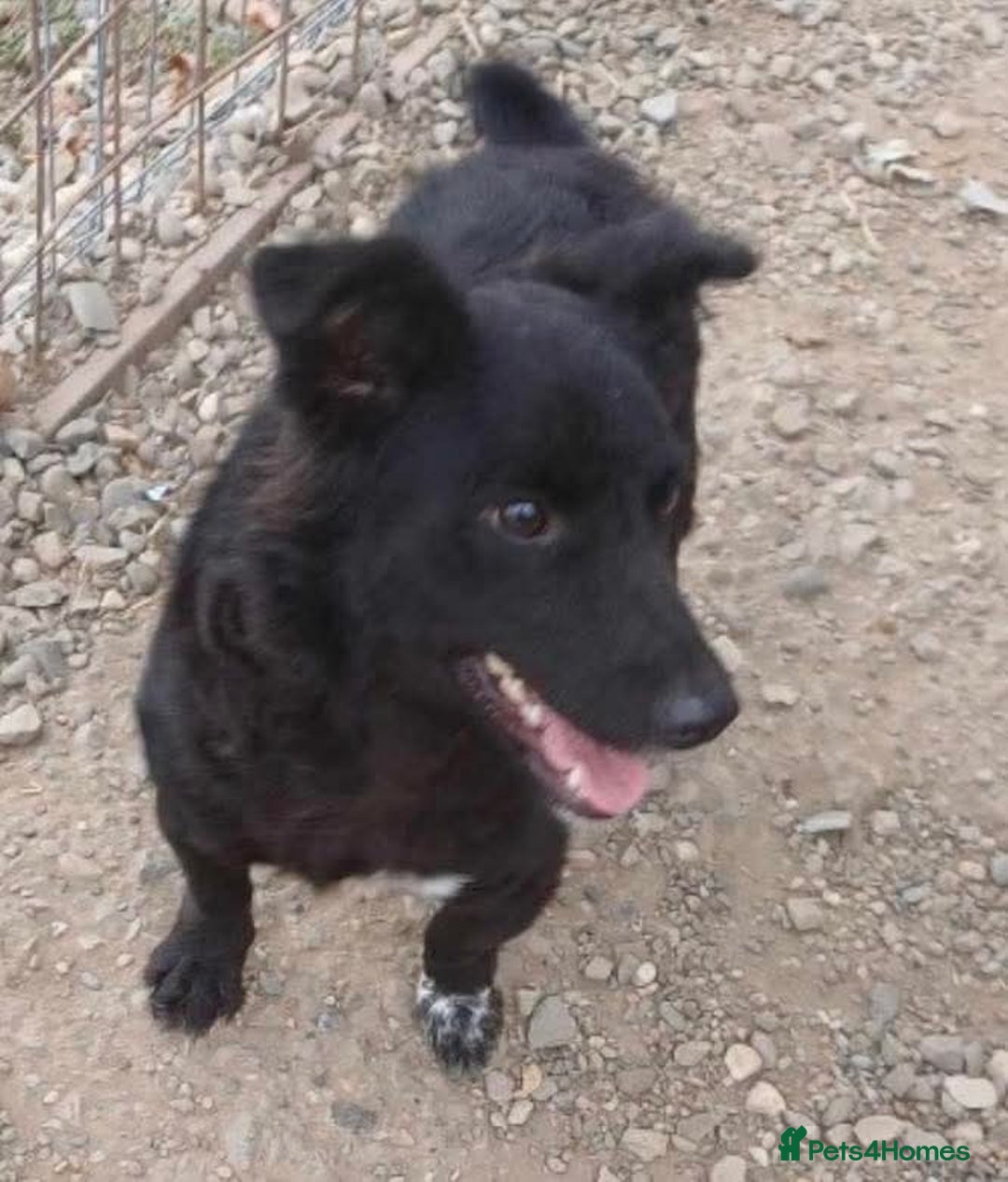Mixed Breed dogs for adoption: Meet Sprinkle, residing in Hertfordshire  - Image 2