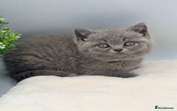 British Shorthair cats for sale: PEDIGREE REGISTERED CHUNKY BRITISH SHORTHAIRS  - Image 27