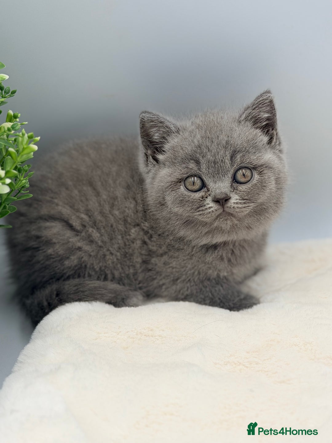 British Shorthair cats for sale: PEDIGREE REGISTERED CHUNKY BRITISH SHORTHAIRS  - Image 27