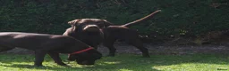 Labrador Retriever dogs for stud: Chocolate Labrador stud 0/0 hips and elbows - Advert 6