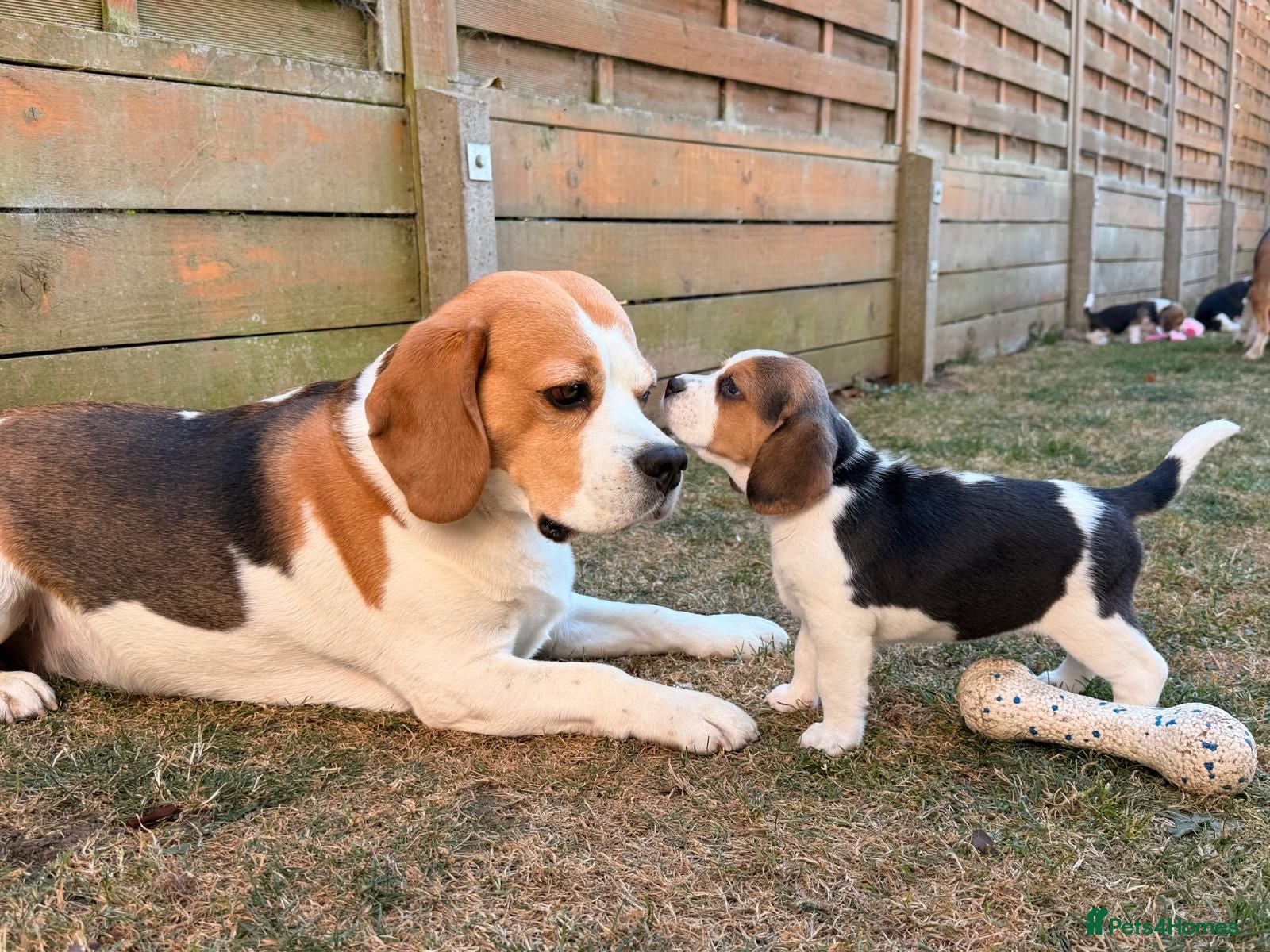 Beagle dogs Six Gorgeous KC Reg Pups- Champion Bloodline - Advert 1